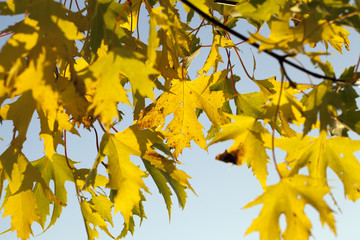 yellow autumn foliage