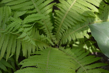 Beautiful bright green fern leaves, very contrasting and interesting