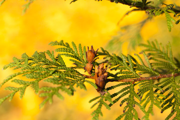 needles and trees fall