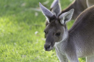 Naklejka na ściany i meble Two little kangaroos on grass.