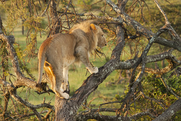 Young Lion in Tree