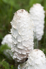 long white mushrooms