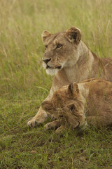 Fototapeta na wymiar Lioness and Cub