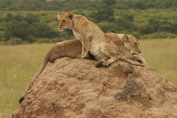 Mom and Cub on Termite Mound