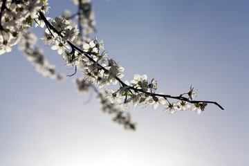 long branches