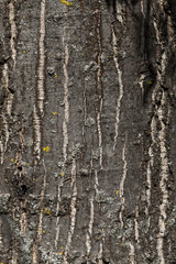 Obraz premium bark of old oak