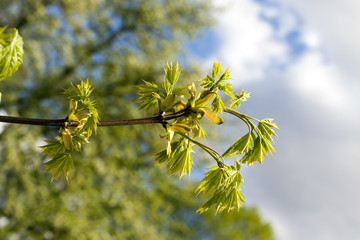 new young maple foliage