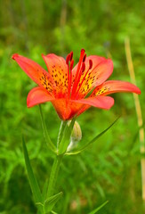 Tiger Lily close-up. Macro. 