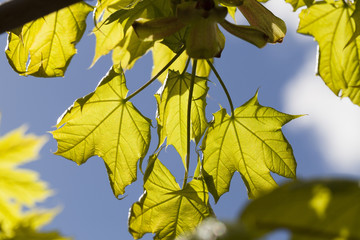 maple foliage