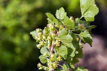 currant shoots