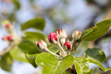 blossom apple