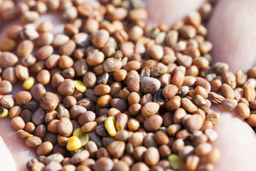 lying in the hand seeds