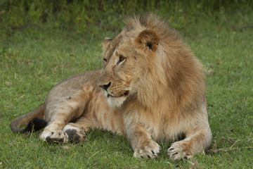 Fototapeta na wymiar Lounging Lion