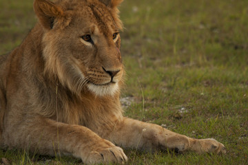 Young Lion at Dusk