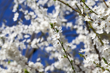 white petals of cherries