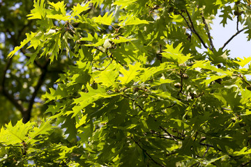 Fototapeta na wymiar oak foliage in spring