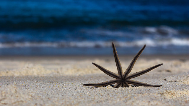 EstrelaDoMar Images Browse 156 Stock Photos, Vectors, and Video