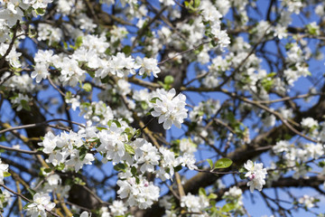 blooming apple tree