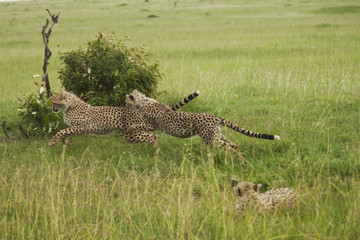 Playful Cheetah Cubs
