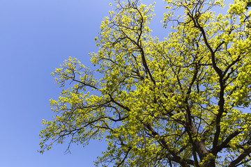 one deciduous tree