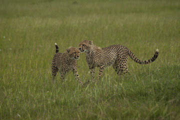 Cheetah Clubs Playing