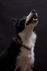 A happy border collie on black background