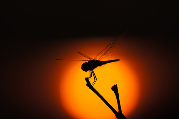 Dragonfly  perched  at dead stick over beautiful sunset