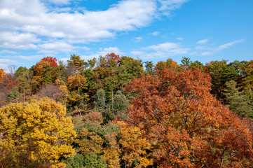 広島植物園の紅葉