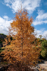 広島植物園の紅葉