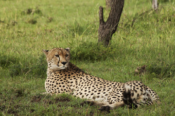 Male Cheetah laying after failed attempt at food