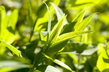 sunlit green young foliage