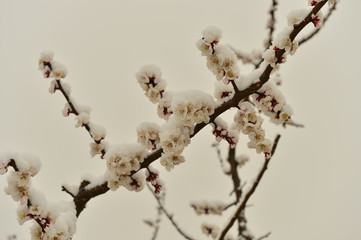 Beautiful apricot flowers