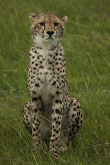 Fototapeta na wymiar Mother Cheetah in the Showers