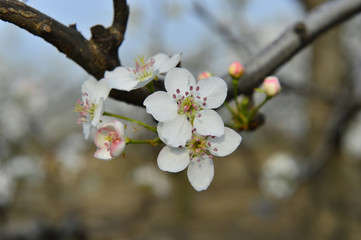 Pear flower in full bloom in spring