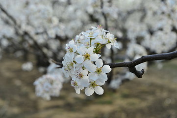 Pear flower in full bloom in spring