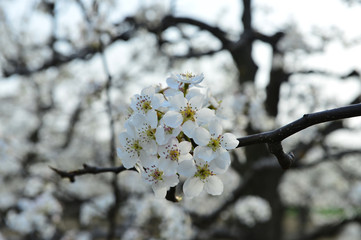 Pear flower in full bloom in spring