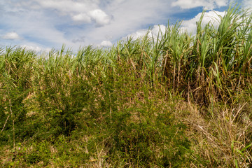 Sugar cane field in Valle de los Ingenios valley near Trinidad, Cuba