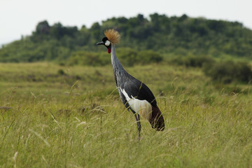 Crowned Crane