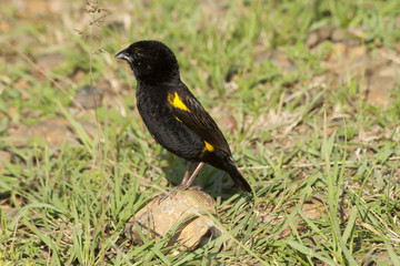 African Black Bird