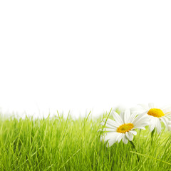 White daisy flowers in green grass