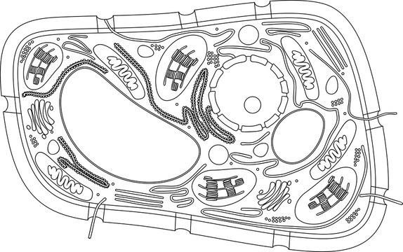 Coloring page. Structure of plant cell