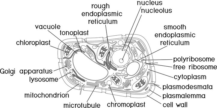 Coloring page. Structure of plant cell with titles