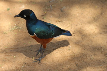 Colorful African Bird