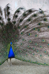 Obraz premium Male Peacock with All His Feathers Displayed