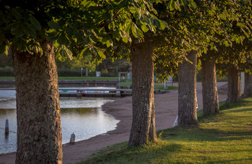 Obraz premium row of trees next to lake