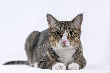 Obraz premium The cat is looking forward and looking cute.