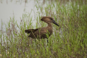 African Water Bird