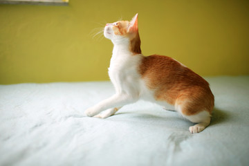 ginger cat playing  ready jump