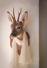 head of a deer with a shawl