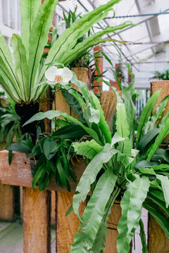 orchid flower plant